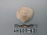 藏品(貝類)的圖片